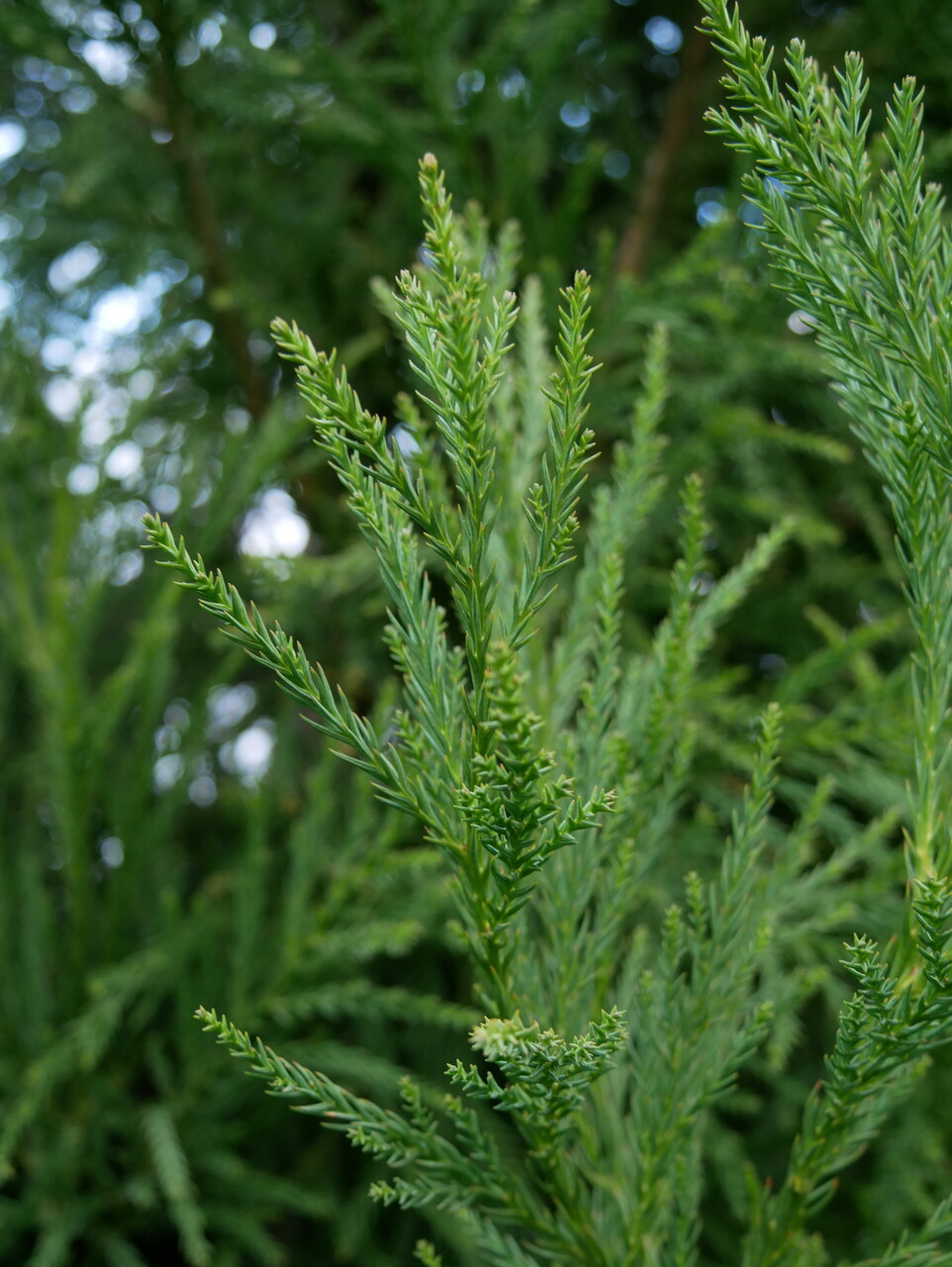 Cryptomeria japonica 'Yoshino' Cryptomeria japonica 'Yoshino' Van
